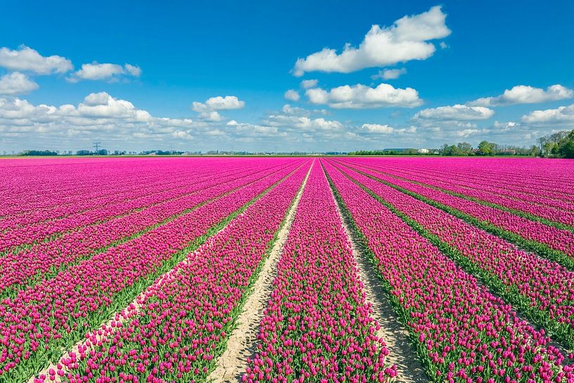 Tulpen in roze met een blauwe lucht en wat wolken erboven van Sjoerd van der Wal Fotografie