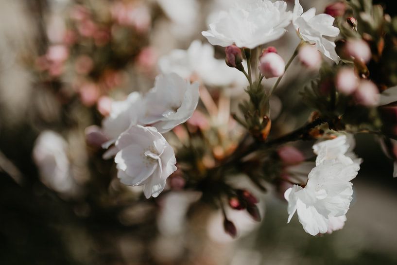 Flowers with bokeh by Sanne van Pinxten