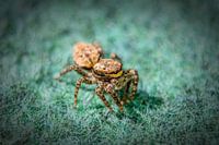 spider