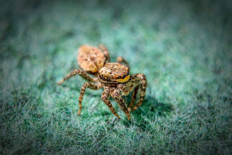 Spider von Tomas S.