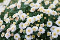 White Chrysanthemum