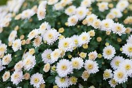 Witte Chrysant van Yorrit v.d.Kaa