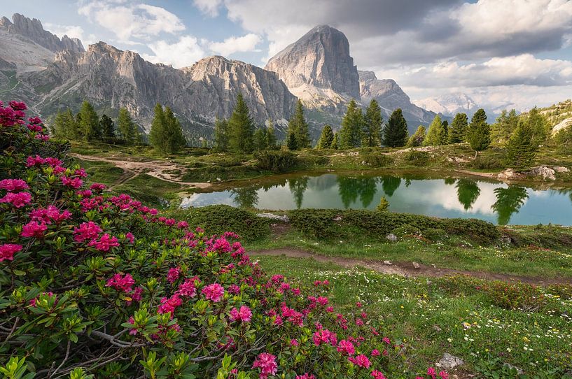 Blütezeit in den Gebirgen von Anselm Ziegler Photography