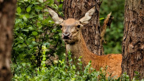 Edelhert in het bos – Veluwe natuurmoment