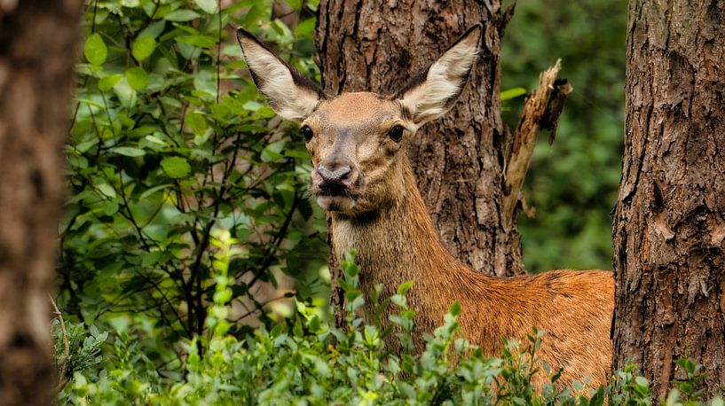 Red deer in the forest - Veluwe nature moment by Saranda in t Veld Fotografie