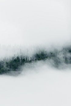 Le silence de la brume ;