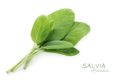 frische grüne Blätter von Salbei, Salvia officinalis, isoliert mit kleinem Schatten auf weißem Hinte