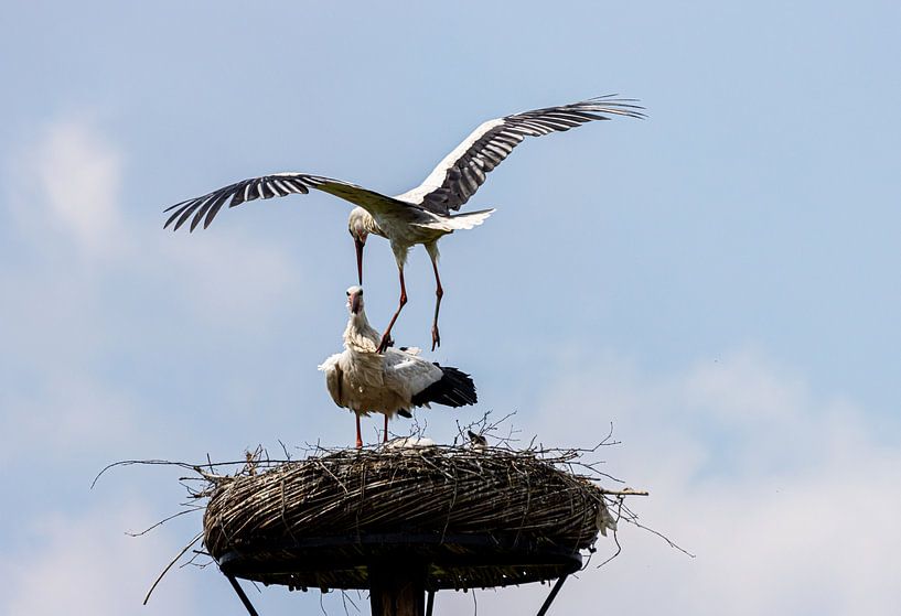 ready for landing by Paul Veen