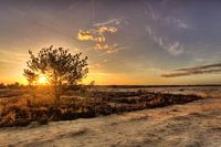 Landschaft Loonse en Drunense Dünen