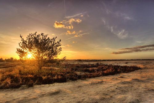 Landscape Loonse en Drunense dunes