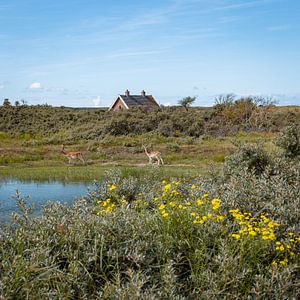 Dunes d'approvisionnement en eau d'Amsterdam