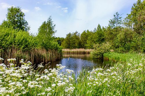 Nature reserve the high dike