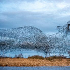 Starling dance by Harry Punter