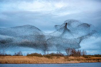 Danse des étourneaux