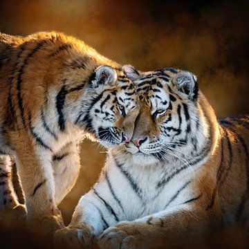 Fineart Tiger love by gea strucks