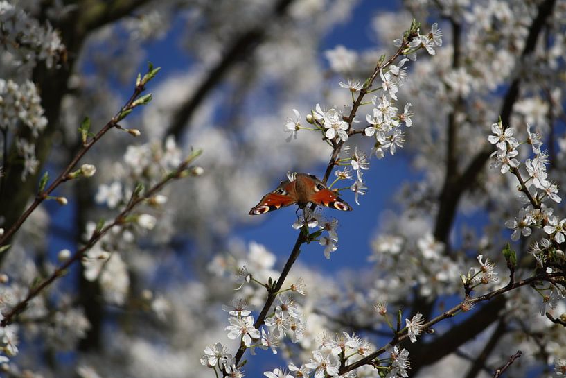 Butterfly in the blossom by Angeline Rijnsent