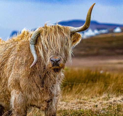 Schotse hooglander”nee jij bent knap??”