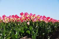 Rosa Tulpen auf einem Feld