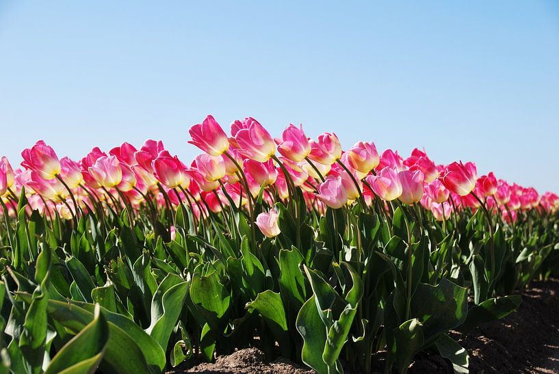 Des tulipes roses dans un champ par Homemade Photos