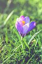 Purple crocus (crocus sativus) van Alessia Peviani thumbnail