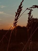 Cornfield