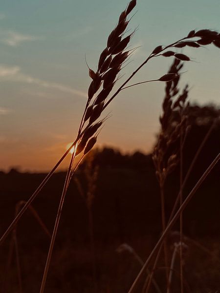 Cornfield van Nadi Wood