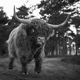 Taureau Highlander écossais noir et blanc sur Mark Westra
