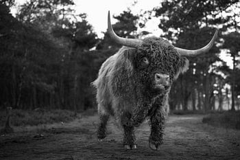Scottish Highlander bull black and white
