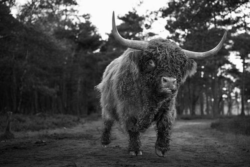 Scottish Highlander Stier schwarz-weiß