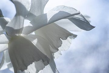 Abstracte witte narcisbloemen van Imladris Images