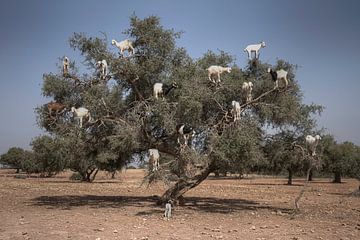 Chèvres des arbres sur BL Photography