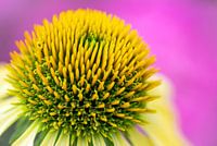 Flowerart Echinecea