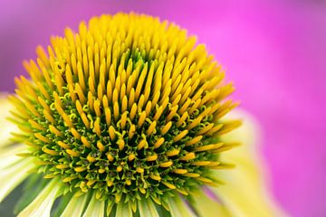 Flowerart Echinecea van Danny Hummel