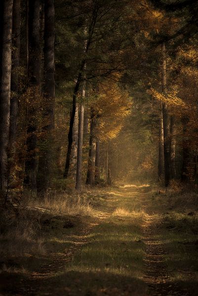 Verträumter Goldener Waldweg von Gerard Stasse Fotografie