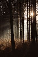Zonnestralen in het donkere bos