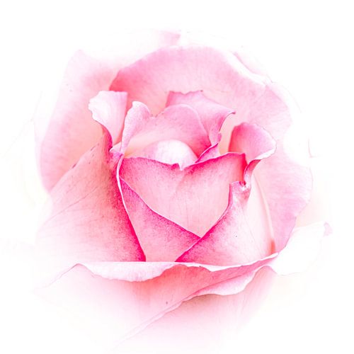 Petal rose