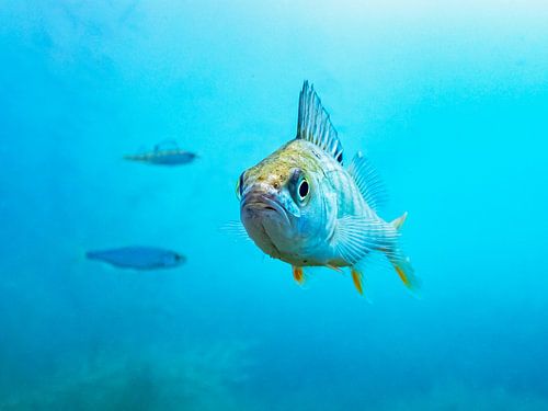 Perche en eau peu profonde 3