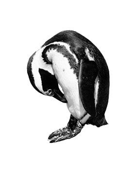 Penguin portrait in black and white - white background by Heleen van de Ven