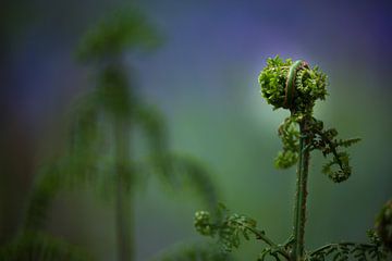 young ferns by Ed Dorrestein