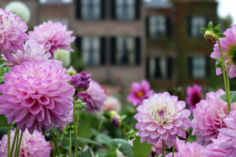 Rose Dahlie von Arie van Vugt