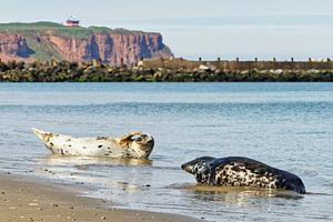 Phoques gris sur la plage de l'île d'Helgoland, dans la mer du Nord.
