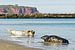 Phoques gris sur la plage de l'île d'Helgoland, dans la mer du Nord. sur Ralf Lehmann