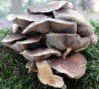 Herfst