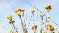 The grass in the dunes