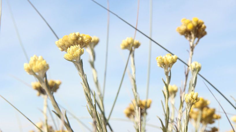 L'herbe dans les dunes par Nathan Marcusse