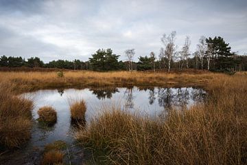 Nature reserve De Kampina in Brabant. by OCEANVOLTA
