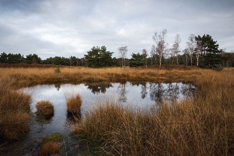 Natuurgebied De Kampina in Brabant. van OCEANVOLTA