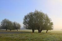 pollarded willows in the light of the rising sun