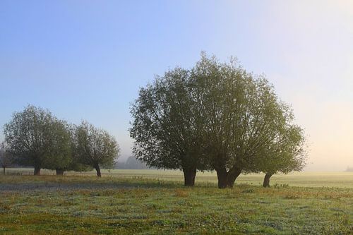 knotwilgen in het licht van de opkomende zon