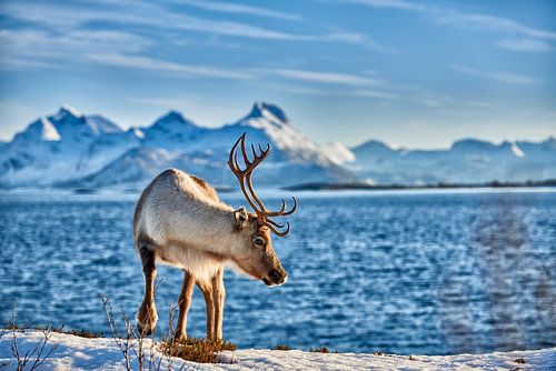 Rentier am Meer vor schneebedeckten Bergen